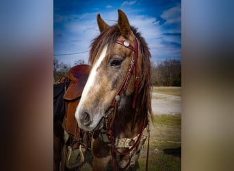 Draft Horse, Mare, 3 years, Grey