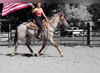 Draft Horse, Mare, 3 years, Roan-Red