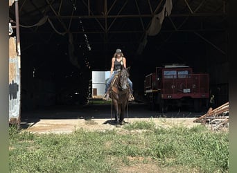 Draft Horse, Mare, 4 years, 14.3 hh, Grey Draft Horse, Mare, 4 years, 14.3 hh, Grey