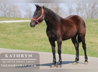 Draft Horse Mix, Mare, 4 years, 14,2 hh, Black