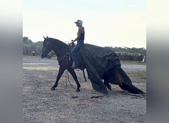 Draft Horse, Mare, 4 years, 14,3 hh, Grey
