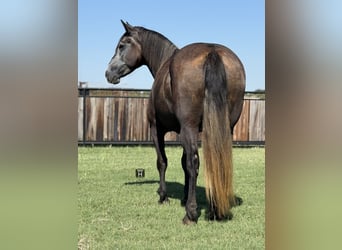 Draft Horse, Mare, 4 years, 14,3 hh, Grey