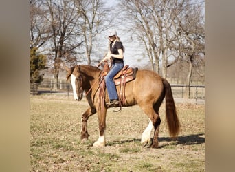 Draft Horse Mix, Mare, 4 years, 15.1 hh, Champagne