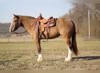 Draft Horse Mix, Mare, 4 years, 15.1 hh, Champagne