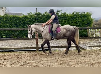 Draft Horse, Mare, 4 years, 15.1 hh, Gray