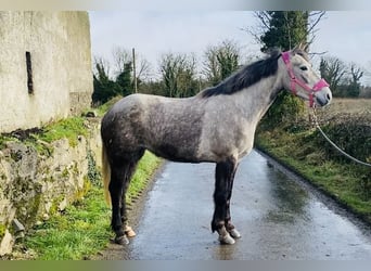 Draft Horse, Mare, 4 years, 15.1 hh, Gray
