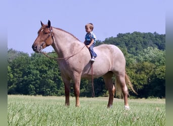 Arbeitspferd, Stute, 4 Jahre, 15,1 hh, Roan-Red