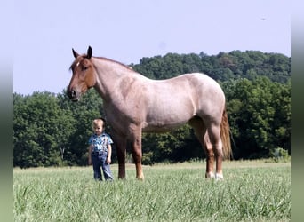 Arbeitspferd, Stute, 4 Jahre, 15,1 hh, Roan-Red