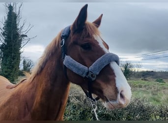 Draft Horse, Mare, 4 years, 15.2 hh, Chestnut
