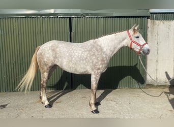 Draft Horse, Mare, 4 years, 15.2 hh, Grey-Dapple