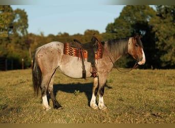 Draft Horse Mix, Mare, 4 years, 15 hh, Roan-Bay