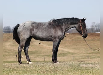 Draft Horse, Mare, 4 years, 15 hh, Roan-Blue