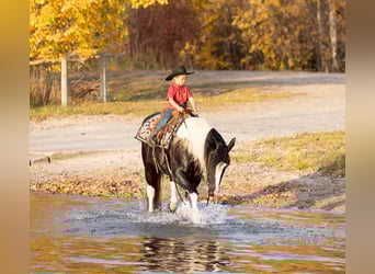 Draft Horse Mix, Mare, 4 years, 15 hh