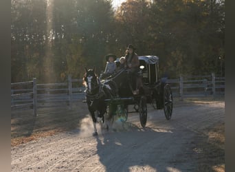 Draft Horse Mix, Mare, 4 years, 15 hh