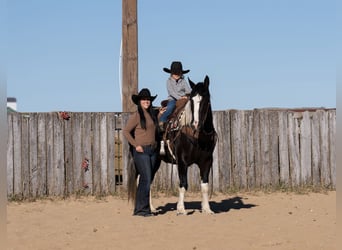 Draft Horse Mix, Mare, 4 years, 15 hh