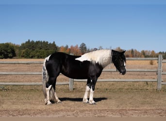 Draft Horse Mix, Mare, 4 years, 15 hh
