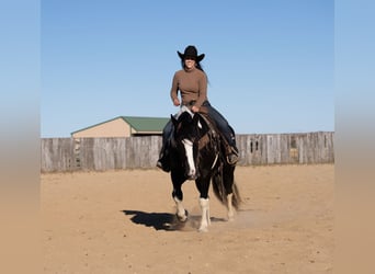 Draft Horse Mix, Mare, 4 years, 15 hh
