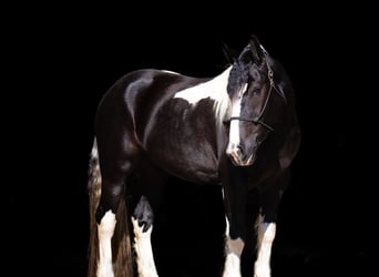 Draft Horse Mix, Mare, 4 years, 15 hh