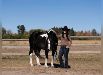 Draft Horse Mix, Mare, 4 years, 15 hh