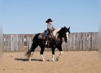 Draft Horse Mix, Mare, 4 years, 15 hh