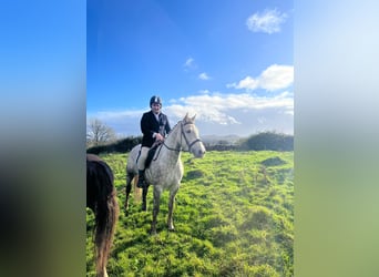 Draft Horse, Mare, 4 years, 15,2 hh, Grey-Dapple