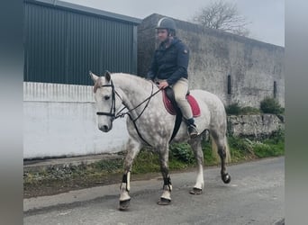 Draft Horse, Mare, 4 years, 15,2 hh, Grey-Dapple