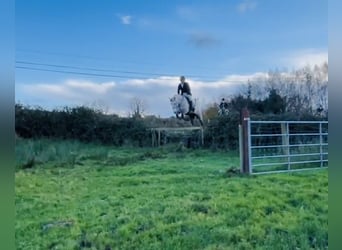 Draft Horse, Mare, 4 years, 15,2 hh, Grey-Dapple