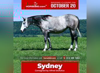 Draft Horse Mix, Mare, 4 years, 15,3 hh, Grey