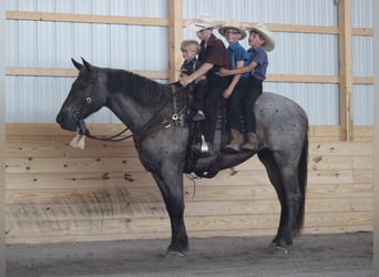 Draft Horse Mix, Mare, 4 years, 16.2 hh, Roan-Blue