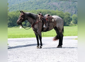 Draft Horse Mix, Mare, 4 years, 16.2 hh, Roan-Blue