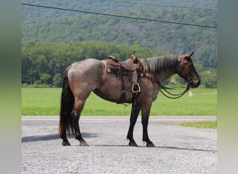 Draft Horse Mix, Mare, 4 years, 16.2 hh, Roan-Blue