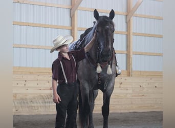 Draft Horse Mix, Mare, 4 years, 16.2 hh, Roan-Blue