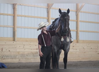 Draft Horse Mix, Mare, 4 years, 16.2 hh, Roan-Blue