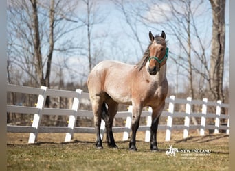Draft Horse Mix, Mare, 4 years, 16.3 hh, Roan-Bay