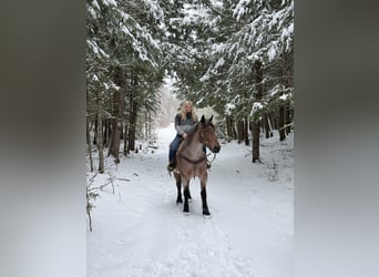 Draft Horse Mix, Mare, 4 years, 16.3 hh, Roan-Bay