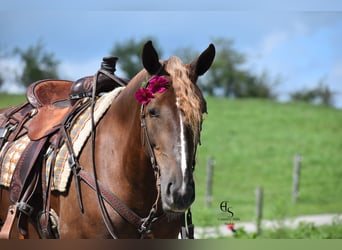 Draft Horse Mix, Mare, 4 years, 16 hh, Chestnut