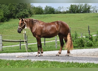 Draft Horse Mix, Mare, 4 years, 16 hh, Chestnut