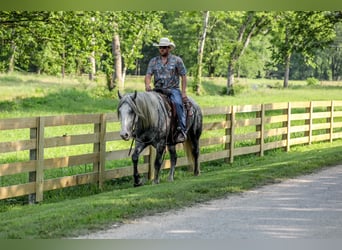 Draft Horse Mix, Mare, 4 years, 16 hh, Gray-Dapple