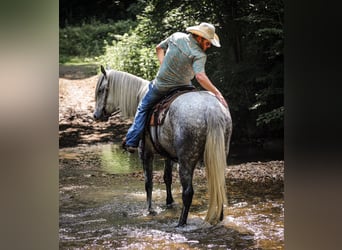 Draft Horse Mix, Mare, 4 years, 16 hh, Gray-Dapple
