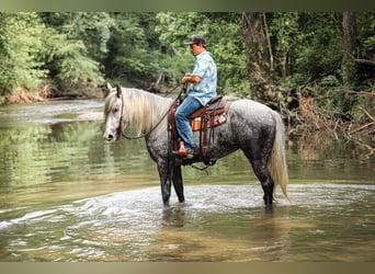 Draft Horse Mix, Mare, 4 years, 16 hh, Gray-Dapple