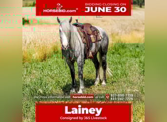Draft Horse Mix, Mare, 4 years, 16 hh, Gray-Dapple