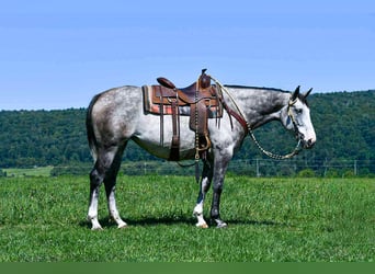 Draft Horse Mix, Mare, 4 years, 16 hh, Grey