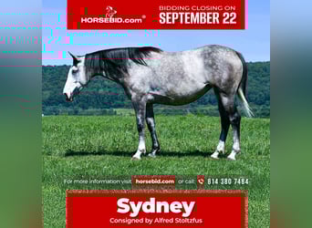 Draft Horse Mix, Mare, 4 years, 16 hh, Grey