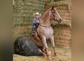 Draft Horse Mix, Mare, 4 years, 16 hh, Roan-Red