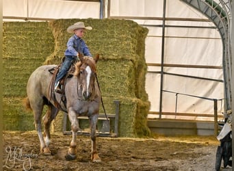 Draft Horse Mix, Mare, 4 years, 16 hh, Roan-Red