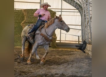 Draft Horse Mix, Mare, 4 years, 16 hh, Roan-Red