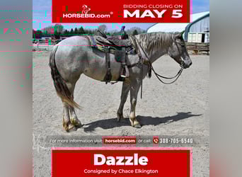 Draft Horse Mix, Mare, 4 years, 16 hh, Roan-Red