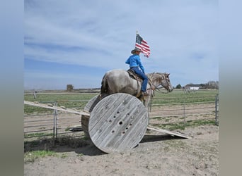 Draft Horse Mix, Mare, 4 years, 16 hh, Roan-Red