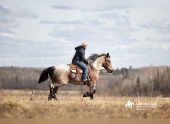 Draft Horse Mix, Mare, 4 years, 16,3 hh, Roan-Bay