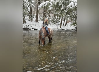 Draft Horse Mix, Mare, 4 years, 16,3 hh, Roan-Bay